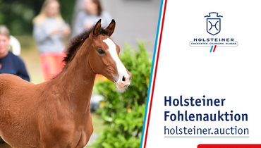 2nd Holsteiner Online Foal Auction Sale with top genetics