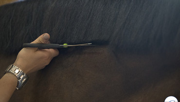 GoPro – part four: Tips & tricks on cutting vs. pulling manes from the world’s best grooms