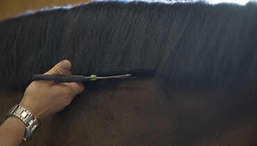 GoPro – part four: Tips & tricks on cutting vs. pulling manes from the world’s best grooms