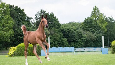 Trigon Auctions: A unique Breeders and Buyers Premium