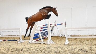 The Billy Stud Summer 3 Year Old Online Auction 31st July - 2nd August