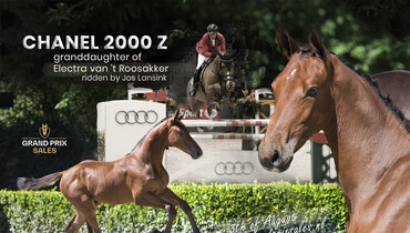 Grand Prix Sales 2.0: Return on investment with foals closely related to successful Grand Prix winners and coming stars