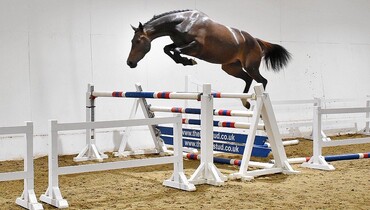 The Billy Stud Summer 3 Year Old Online Auction - Tonight at 8pm (GMT)