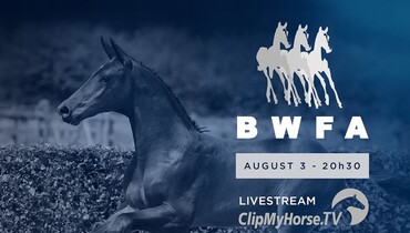 BWFA invites you to its online live auction of foals, embryos and youngsters