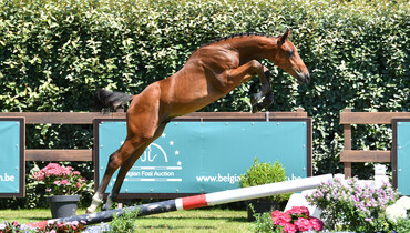 Belgian Foal Auction, the auction with references!
