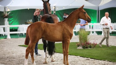 Catch Me If You Can’s half-brother sold to Paul Schockemöhle for 68,000 Euro
