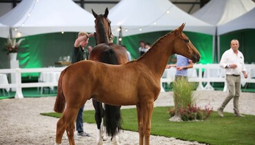 Catch Me If You Can’s half-brother sold to Paul Schockemöhle for 68,000 Euro
