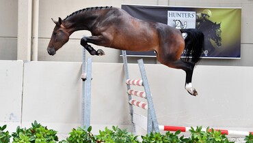 Hunters Studfarm is auctioning its horses!