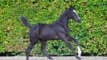 Darragh Kenny: “Equbreeding wants to bring foals of proven dam lines and top mares together in one online auction”