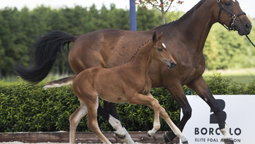 Elite Foal Auction Borculo selects for sport and performance