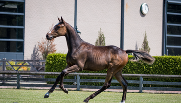 Trigon Auctions Group 2, more fillies, same expertise