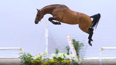 Outstanding dam-lines combined with the best stallions in first KWPN 3-Years-Old Auction