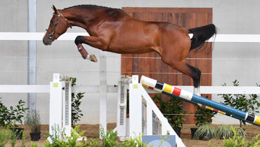 Top quality at the second edition of Horse Auction Belgium 2020