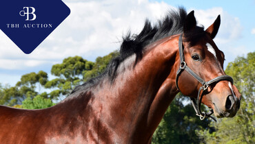 TBH Auction presents its first auction at the Élevage de Riverland on August 22nd