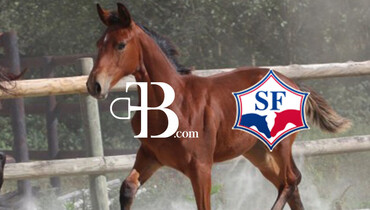 The Selle Francais stud-book partners with The Best Horses for its upcoming auctions