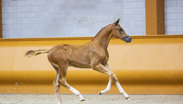 Invest in the future in the Limburg Foal Auction