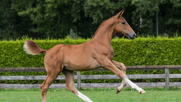 Trigon Auction launches the final two collections of the 2020 foal season
