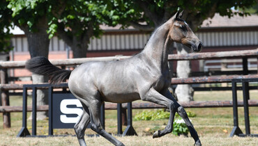 Discover the Stephex Exclusive Breeding Collection 2020