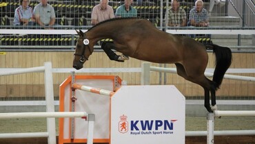Trigon Auctions: Dutch 3-year-old champion and last foals of the season in Group 2