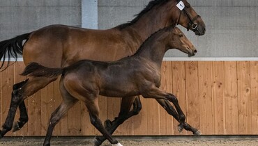 It’s all about sport now-a-days and in the 6th KWPN Online Foal Auction!