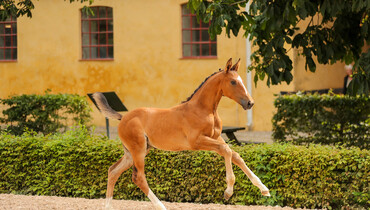 SWB goes digital with first ever Online Elite Showjumping Foal Auction