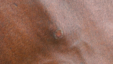 GoPro – part eight: Tips & tricks on small wounds from the world’s best grooms