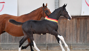 The BWP Online Foal Auction: Buy your future champion today!