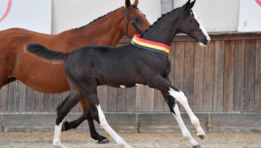 The BWP Online Foal Auction: Buy your future champion today!