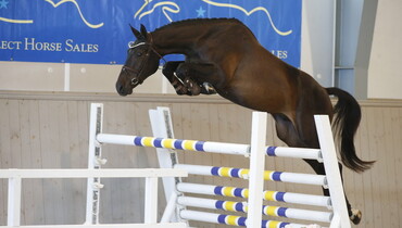 Swedish Select Horse Sales proudly presents their first online auction
