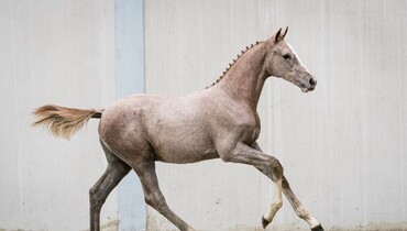 VDL Stud introduces Online Breeders Market