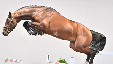 Oldenburg Licensing: Secure your future sire!