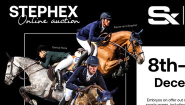 Find your next superstar in the Stephex Exclusive Embryo Collection 2020