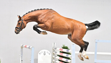 Oldenburg Stallion Auction – Bid now