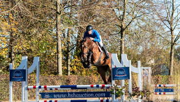 Sport horses for the future for sale at HSH Auction 2020
