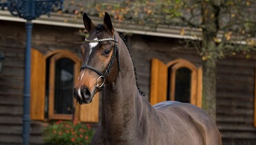 Bidding opened for Trigon Auctions' collection of 3-year-old horses