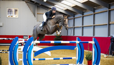 Stunning Christmas collection of Youhorse.auction