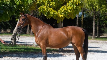 570,000 Euro for Gatoucha van 't Roosakker at Luc Henry’s Stud Hero Total & Unique Auction