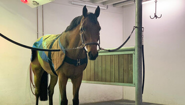 GoPro - part thirteen: Tips & tricks on different therapies from the world’s best grooms