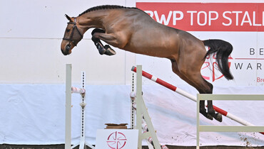 BWP Top Stallion Auction: A unique opportunity to invest in healthy, exclusive performance blood