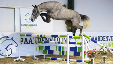 Bidding has started at Paardenveilingonline.com. Take your chance now!