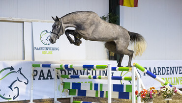 Bidding has started at Paardenveilingonline.com. Take your chance now!