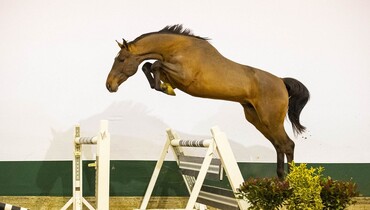 Youhorse.auction: Rough diamonds and trained youngsters