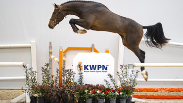 From Olympic genes to World Champions, the KWPN Select Sale has it all!