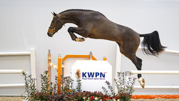 From Olympic genes to World Champions, the KWPN Select Sale has it all!