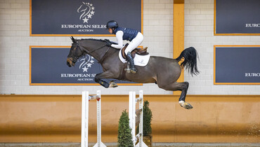 The European Select Auction brings horses to you