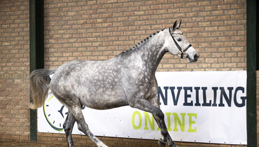 Auction closes tonight at Paardenveilingonline.com - Don’t miss this!