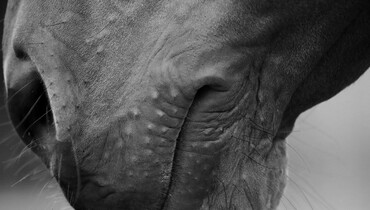 FEI publishes EHV-1 report on 2021 outbreak in mainland Europe