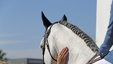Spring MET III cancelled following the EHV-1 outbreak in Valencia