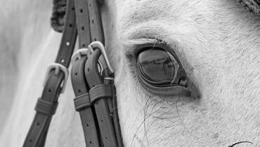 FEI cancels European mainland events due to EHV-1 (neurological form)