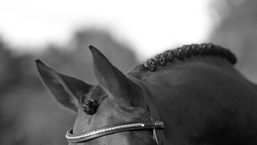 Horse Health FEI Self-Certification forms only submitted through the FEI HorseApp from this week on